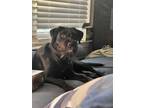Adopt Luna a Black - with White Goldendoodle / Catahoula Leopard Dog / Mixed dog