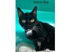 Adopt Danny Boy - Center a Domestic Shorthair / Mixed (short coat) cat in