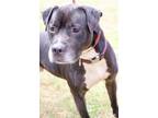 Adopt RAMP a Black Mixed Breed (Medium) / Mixed dog in Fernandina Beach