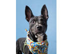 Adopt Luna a Black German Shepherd Dog / Labrador Retriever / Mixed (short coat)