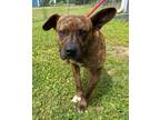 Adopt Beaver a Brindle Treeing Walker Coonhound / Plott Hound / Mixed dog in