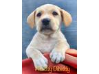 Adopt Hibiddy Dibiddy a Tan/Yellow/Fawn Labrador Retriever / Mixed Breed