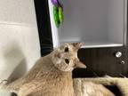 Adopt Powder a Orange or Red Tabby Domestic Shorthair (short coat) cat in