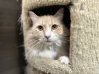 Adopt Peaches a Orange or Red Tabby Domestic Mediumhair (long coat) cat in