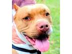 Adopt Goldie a Tan/Yellow/Fawn - with White American Pit Bull Terrier / American