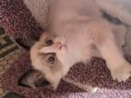 TICA Bicolor Ragdoll Kitten Male