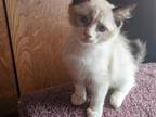 TICA Female Bicolor Ragdoll Kitten
