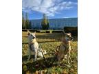Adopt Leffe & Stella a Brown/Chocolate - with White Jindo / Mixed dog in