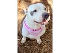 Adopt APPLE a Gray/Blue/Silver/Salt & Pepper Mixed Breed (Large) / Mixed dog in