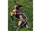 Adopt Laverne a Black - with Tan, Yellow or Fawn Miniature Pinscher / Mixed dog