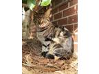 Adopt Kitty a Gray or Blue Tabby / Mixed (short coat) cat in Decatur