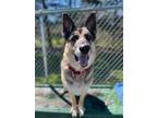 Adopt Blitzen a German Shepherd Dog / Mixed dog in Hyde Park, NY (39549790)