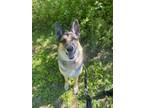 Adopt Blitzen a German Shepherd Dog / Mixed dog in Hyde Park, NY (39549790)