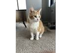 Adopt Nuna a Orange or Red Tabby American Shorthair / Mixed (short coat) cat in