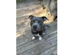 Adopt Chili a Gray/Blue/Silver/Salt & Pepper Mutt / Mixed dog in Glen Allen