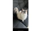 Adopt Bomi a Calico or Dilute Calico Siamese / Mixed (medium coat) cat in Goose