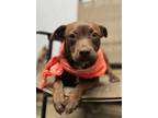 Adopt Missy in CT a Brown/Chocolate Boston Terrier / Mixed Breed (Medium) /