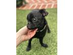 Adopt Tessa a Black Pug / Mixed dog in Los Angeles, CA (41418512)