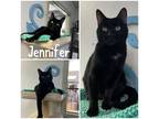 Adopt Jennifer a All Black Domestic Shorthair / Mixed Breed (Medium) / Mixed