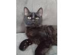 Adopt Trout a All Black Domestic Mediumhair / Domestic Shorthair / Mixed cat in