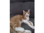 Adopt Sam a Orange or Red Domestic Longhair / Domestic Shorthair / Mixed cat in