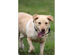 Adopt Lilly a Tan/Yellow/Fawn Labrador Retriever / Mixed dog in Georgetown