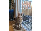 Adopt Missy a Gray or Blue (Mostly) American Shorthair / Mixed (short coat) cat