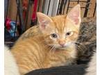 Adopt Daniel a Domestic Shorthair / Mixed (short coat) cat in Arkadelphia