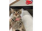 Adopt Sutton a Domestic Shorthair / Mixed (short coat) cat in Arkadelphia