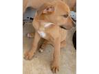 Adopt April a American Pit Bull Terrier / Mixed Breed (Medium) / Mixed dog in
