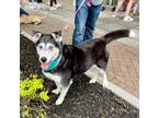 Adopt Harley A048458 a Siberian Husky / Mixed dog in Sharpsburg, GA (41378775)