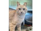 Adopt Angelo a Domestic Shorthair / Mixed (short coat) cat in Ladysmith