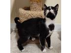 Adopt CHECKERS a Domestic Shorthair / Mixed (short coat) cat in Sandusky