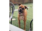 Adopt Brandy (nka Kira) a Boxer / Mixed Breed (Medium) / Mixed dog in Johnston