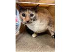 Adopt Pearl a Tan or Fawn Domestic Shorthair / Domestic Shorthair / Mixed cat in