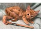 Adopt Iron Man a Domestic Shorthair / Mixed (short coat) cat in Rockport