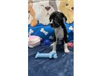 Adopt Alvin a Boxer / Labrador Retriever / Mixed dog in Rockport, TX (41341906)