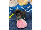 Adopt Simon a Boxer / Labrador Retriever / Mixed dog in Rockport, TX (41341904)