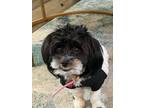 Adopt Lola a Black - with White Shih Tzu / Mixed dog in Baltimore, MD (41418347)