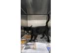 Adopt Fizz a Bombay / Mixed (short coat) cat in WILSON, NC (41418346)