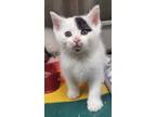 Adopt Slade/ AC25475 C a Domestic Shorthair / Mixed (short coat) cat in
