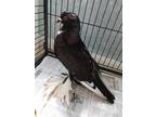 Adopt Dust Devil a Pigeon bird in Fall River, MA (41418337)