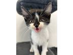 Adopt Starburst a Domestic Shorthair / Mixed (short coat) cat in Corpus Christi
