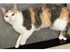 Adopt Maizie a Calico / Mixed (short coat) cat in Mt. Gilead, NC (41418229)