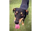 Adopt Cisco a Doberman Pinscher / Mixed dog in San Diego, CA (40967499)