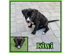 Adopt Kiwi a American Pit Bull Terrier / Mixed dog in Mesa, AZ (41398256)