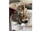 Adopt Penelope a Tortoiseshell Domestic Mediumhair / Mixed (medium coat) cat in