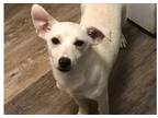 Adopt Angel's Cherubs: Hugo a White Jack Russell Terrier dog in Dallas
