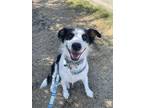 Adopt Lacey a Black - with White Pointer dog in Dallas, TX (40524978)