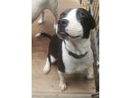 Adopt Milo a Beagle / Bull Terrier / Mixed dog in WAYNESVILLE, GA (40959396)